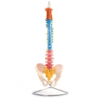 Kręgosłup elastyczny - kolorowy na stojaku